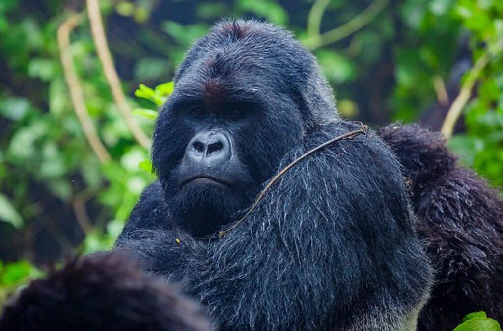 Why You Need a Gorilla Trekking Permit