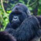 Why You Need a Gorilla Trekking Permit