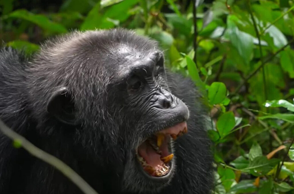 Primate Trekking Experiences in Rwanda