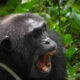 Primate Trekking Experiences in Rwanda