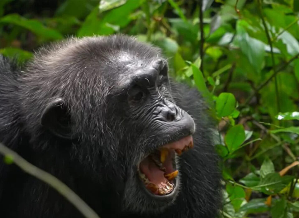 Primate Trekking Experiences in Rwanda