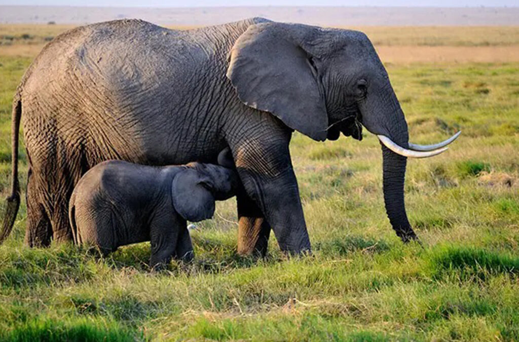 Fascinating Facts About Queen Elizabeth National Park