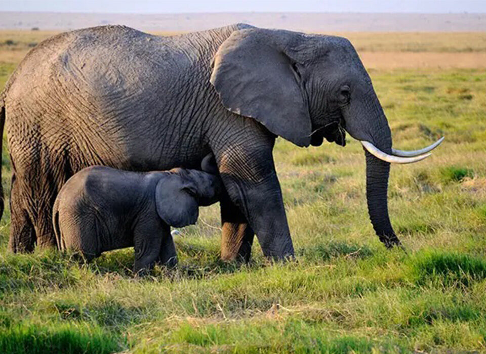 Fascinating Facts About Queen Elizabeth National Park