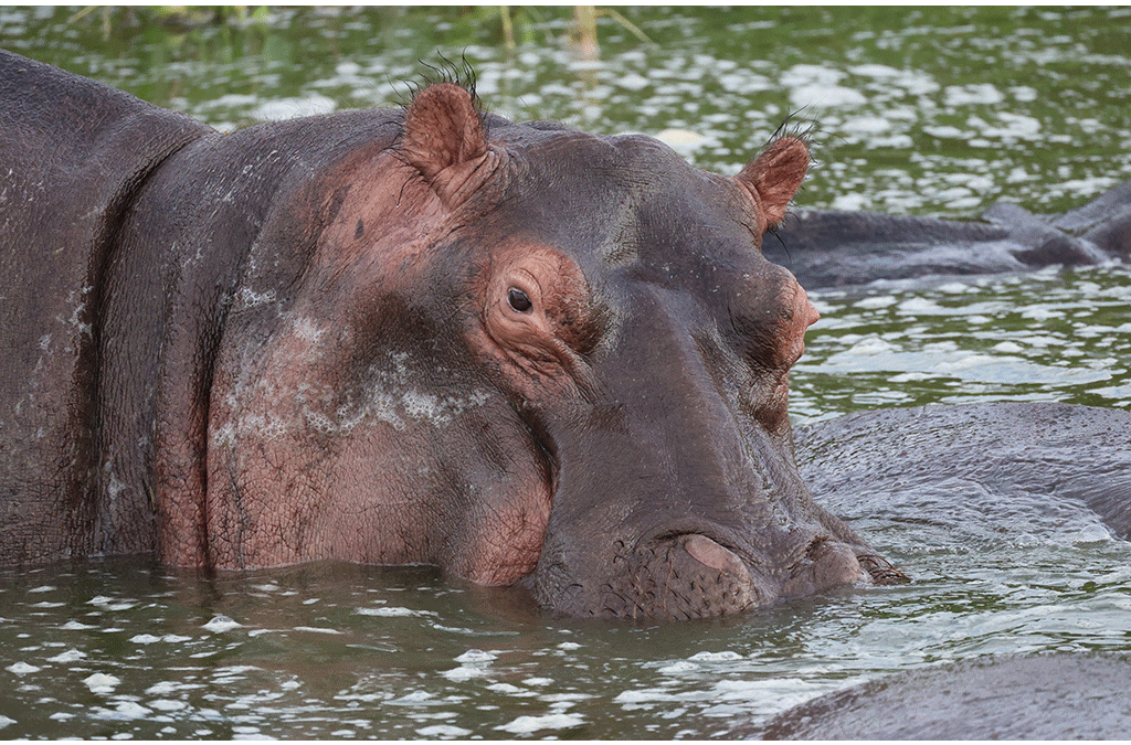 queen elizabeth national park