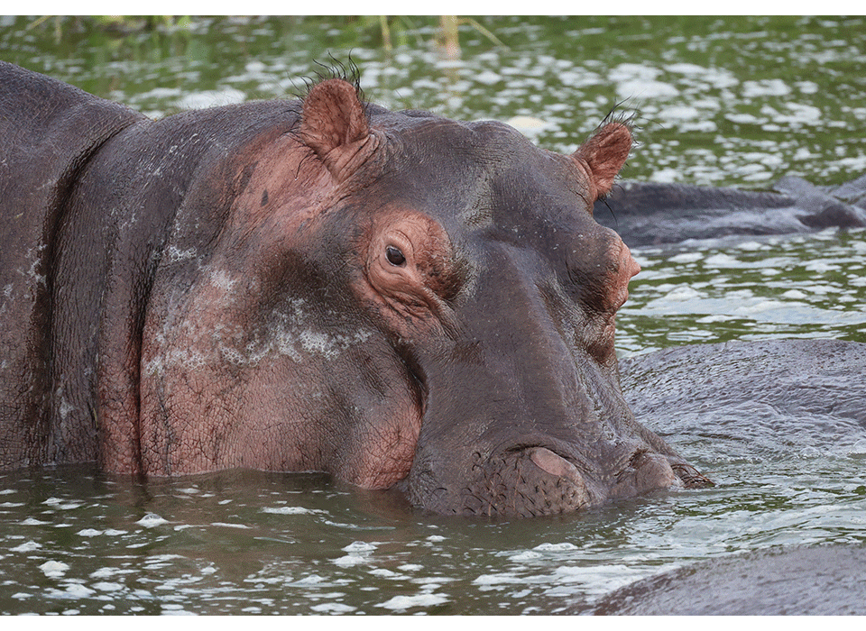 queen elizabeth national park