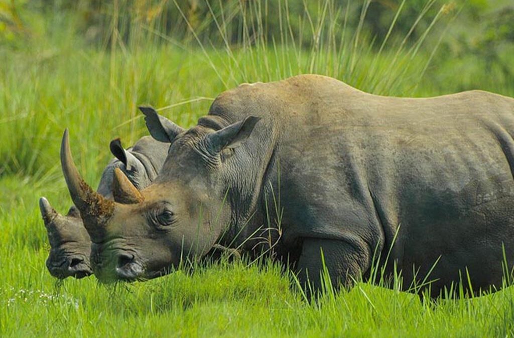 12 Surprising Things You Never Knew About Rhinos
