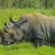 12 Surprising Things You Never Knew About Rhinos