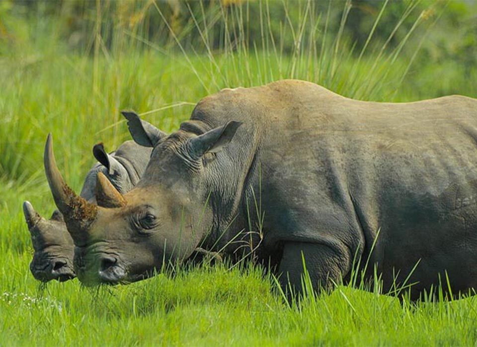 12 Surprising Things You Never Knew About Rhinos