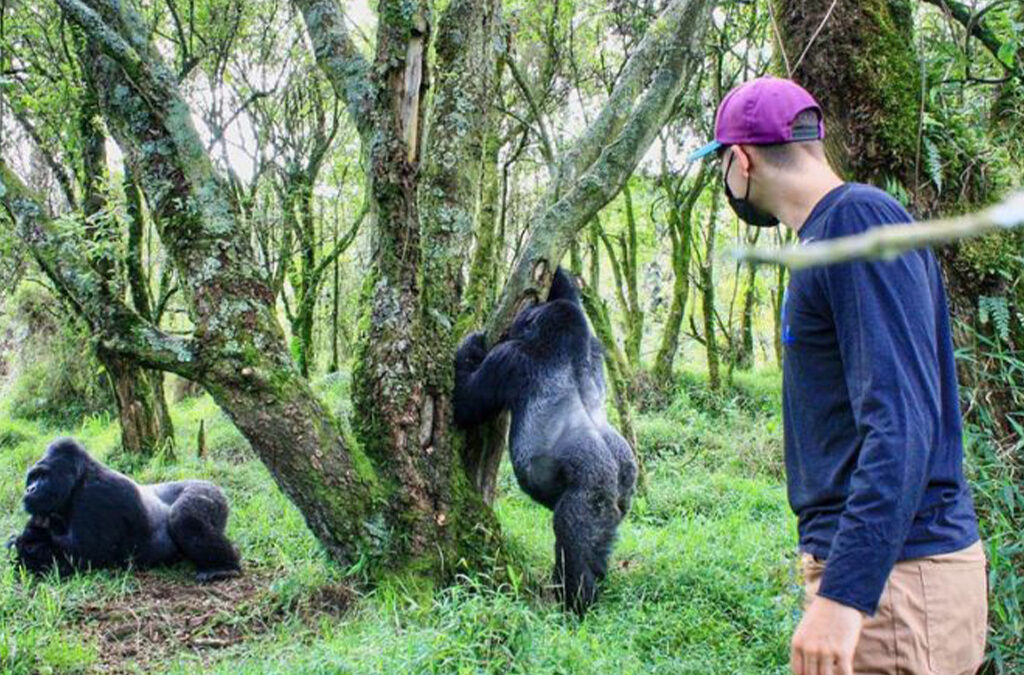 Why Is Gorilla Trekking in Uganda Cheaper During the Low Season?
