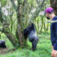 Why Is Gorilla Trekking in Uganda Cheaper During the Low Season?