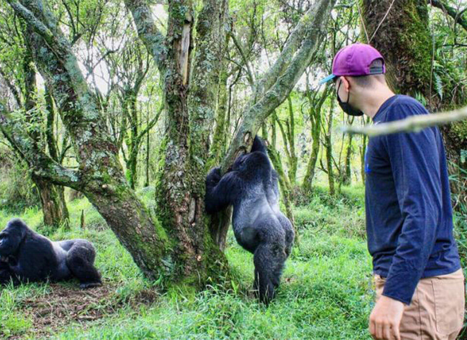 Why Is Gorilla Trekking in Uganda Cheaper During the Low Season?