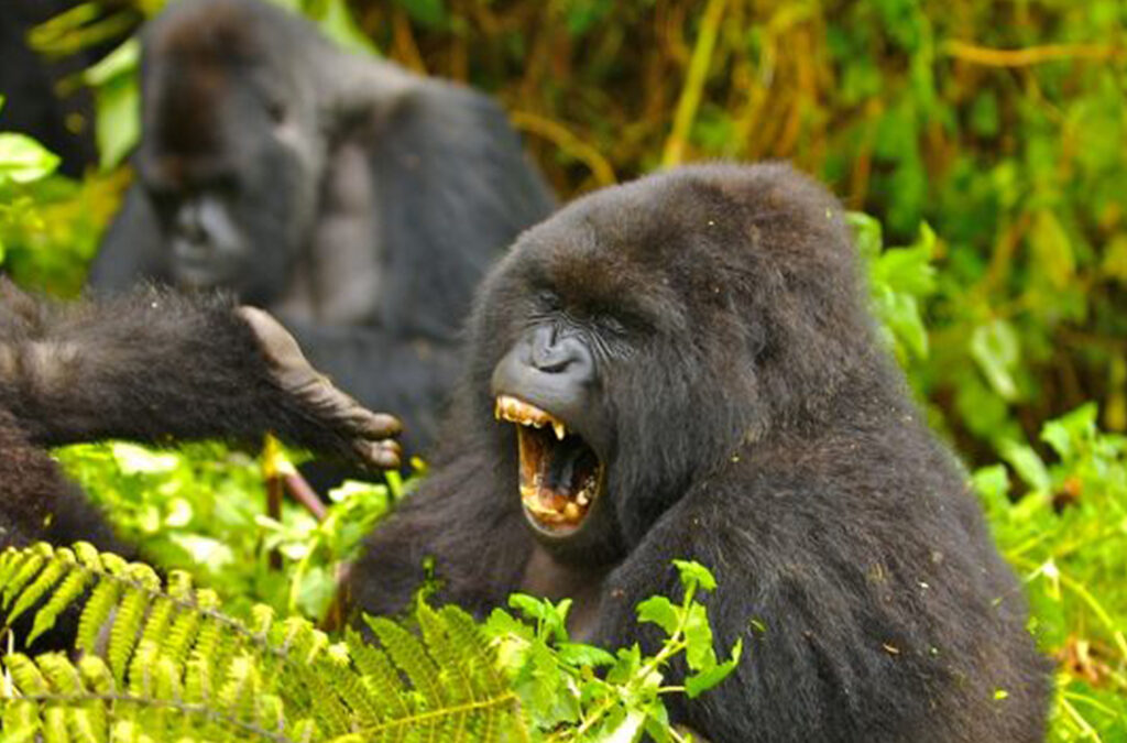 Why You Should Track Mountain Gorillas in the Rushaga Region of Bwindi