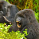 Why You Should Track Mountain Gorillas in the Rushaga Region of Bwindi