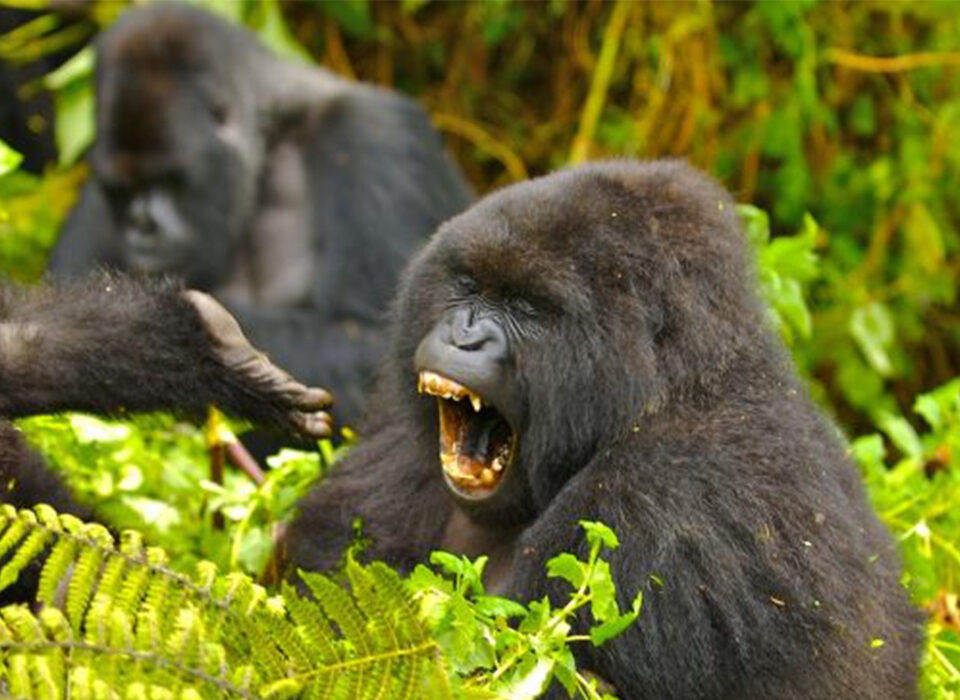 Why You Should Track Mountain Gorillas in the Rushaga Region of Bwindi