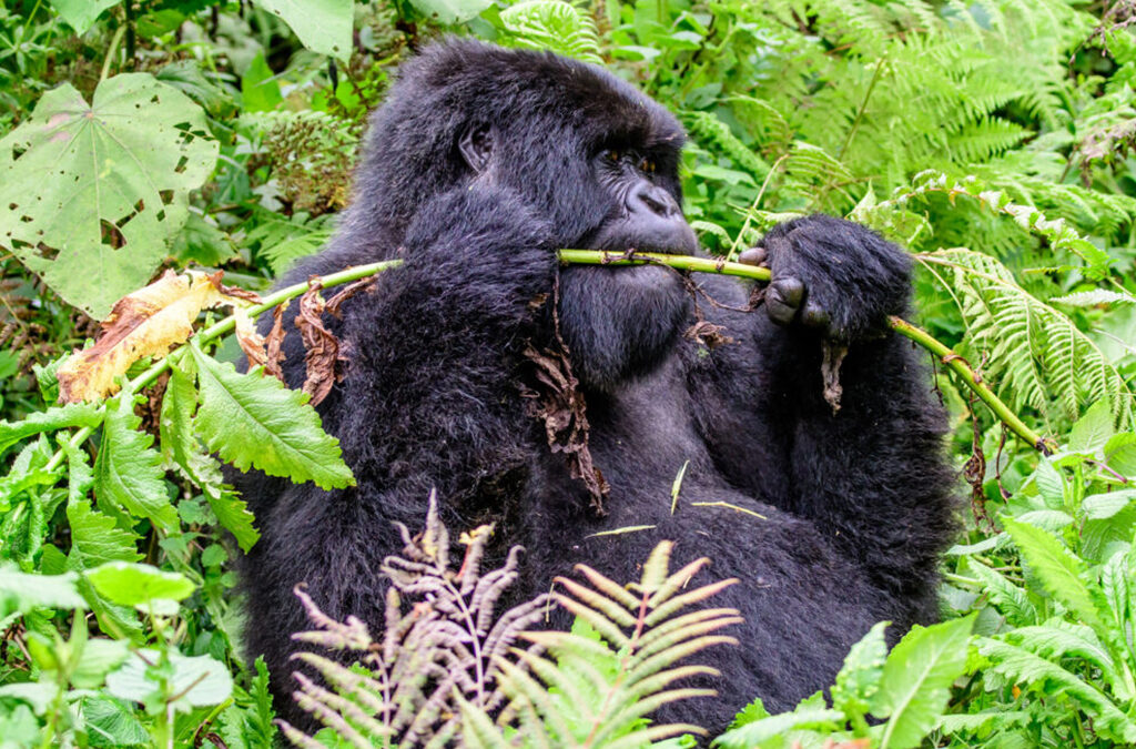 Rwanda Gorilla Safari Step-by-Step Planning Guide