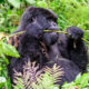 Rwanda Gorilla Safari Step-by-Step Planning Guide