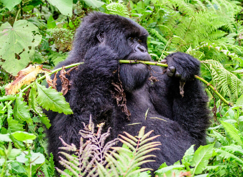 Rwanda Gorilla Safari Step-by-Step Planning Guide