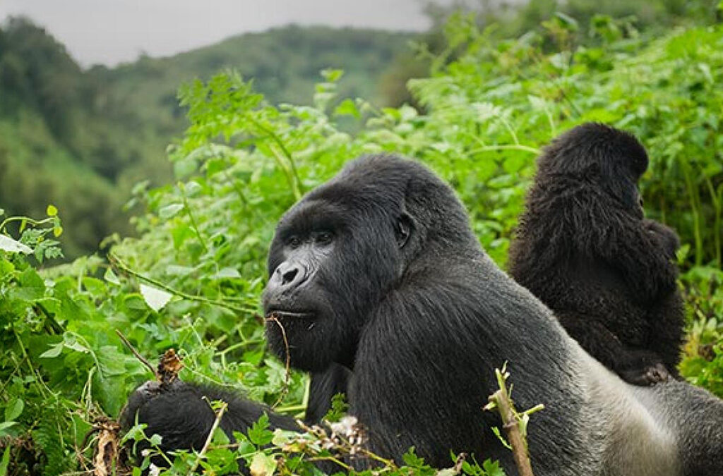 Why Are Rwanda’s Gorilla Permits Expensive?