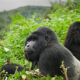 Why Are Rwanda’s Gorilla Permits Expensive?