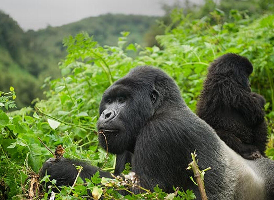 Why Are Rwanda’s Gorilla Permits Expensive?