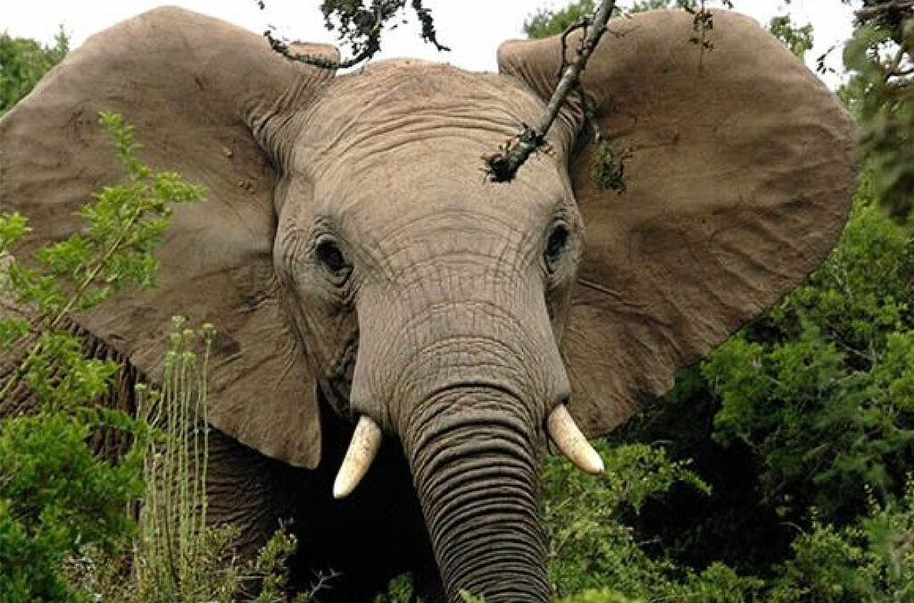 The Best of Rwanda Safaris