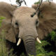 The Best of Rwanda Safaris
