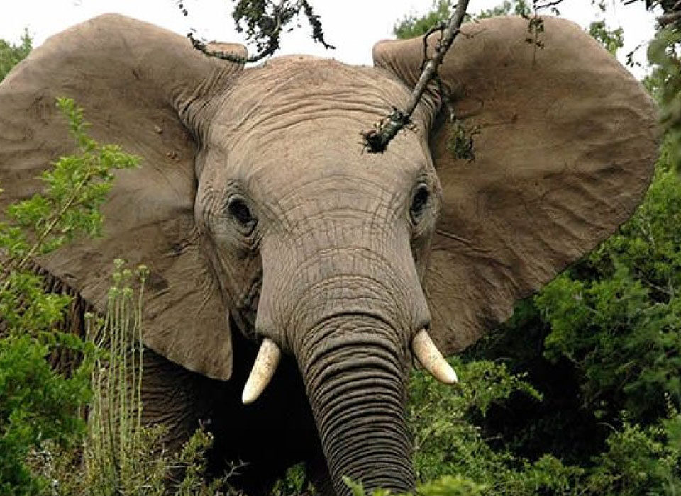 The Best of Rwanda Safaris