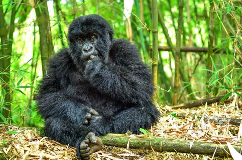 Best Planning Guide for Rwanda Gorilla Safaris