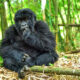 Best Planning Guide for Rwanda Gorilla Safaris