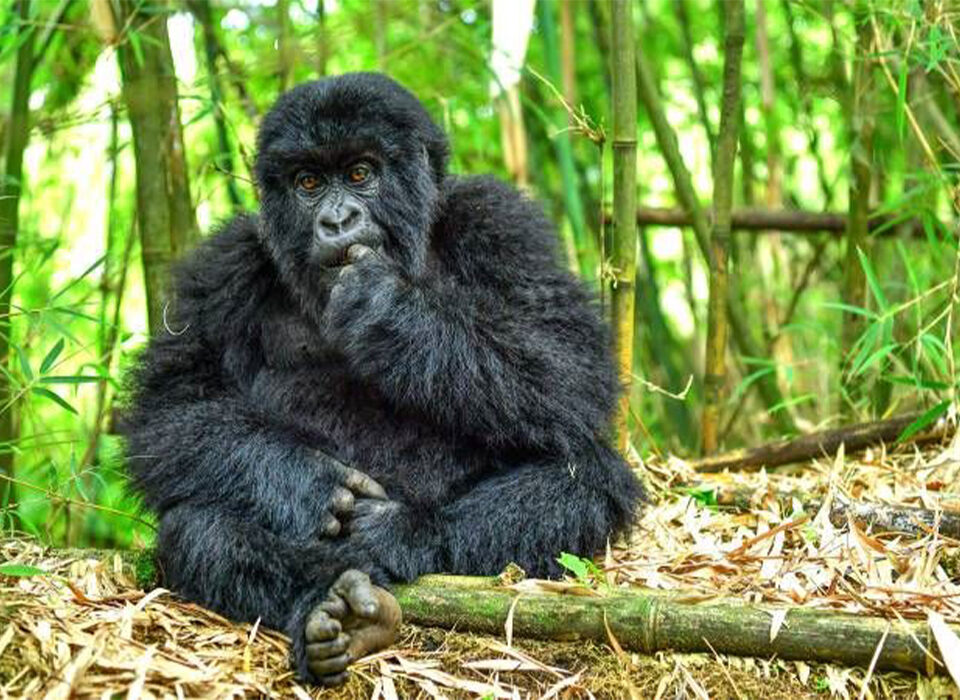 Best Planning Guide for Rwanda Gorilla Safaris