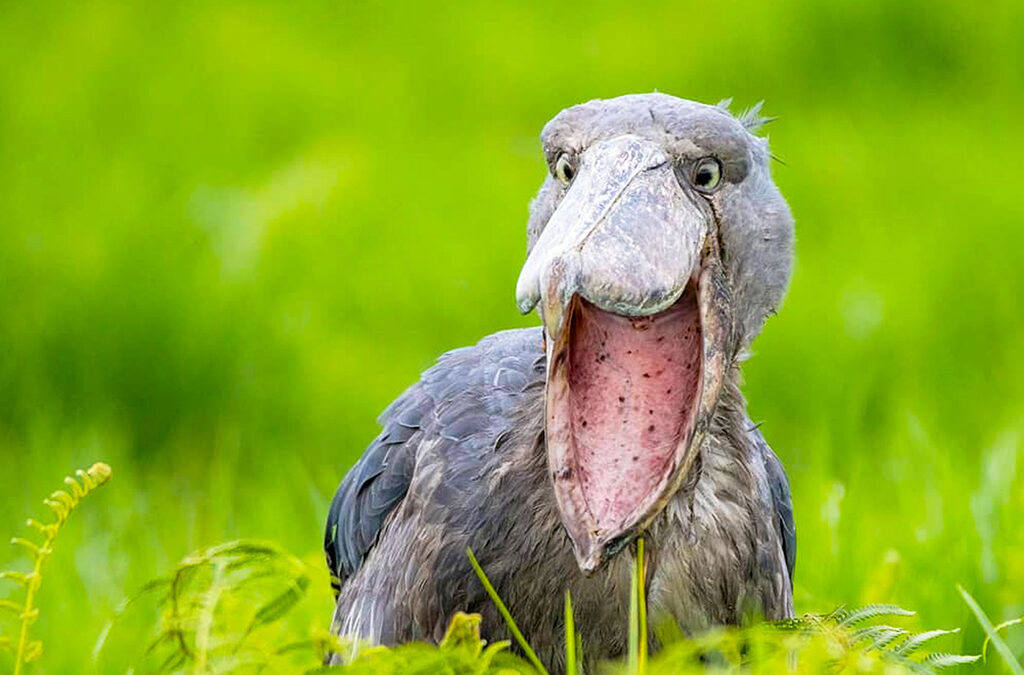 Shoebill Birds at Ziwa Rhino Sanctuary Uganda