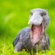 Shoebill Birds at Ziwa Rhino Sanctuary Uganda