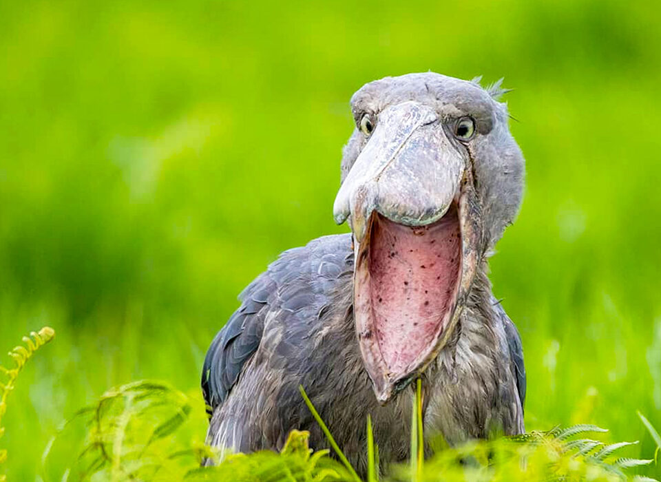 Shoebill Birds at Ziwa Rhino Sanctuary Uganda