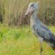 Fascinating Facts About the Shoebill
