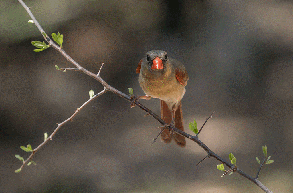 solo travel guide uganda