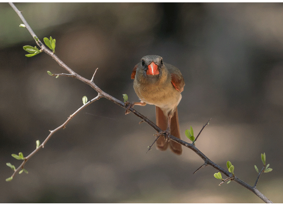 solo travel guide uganda