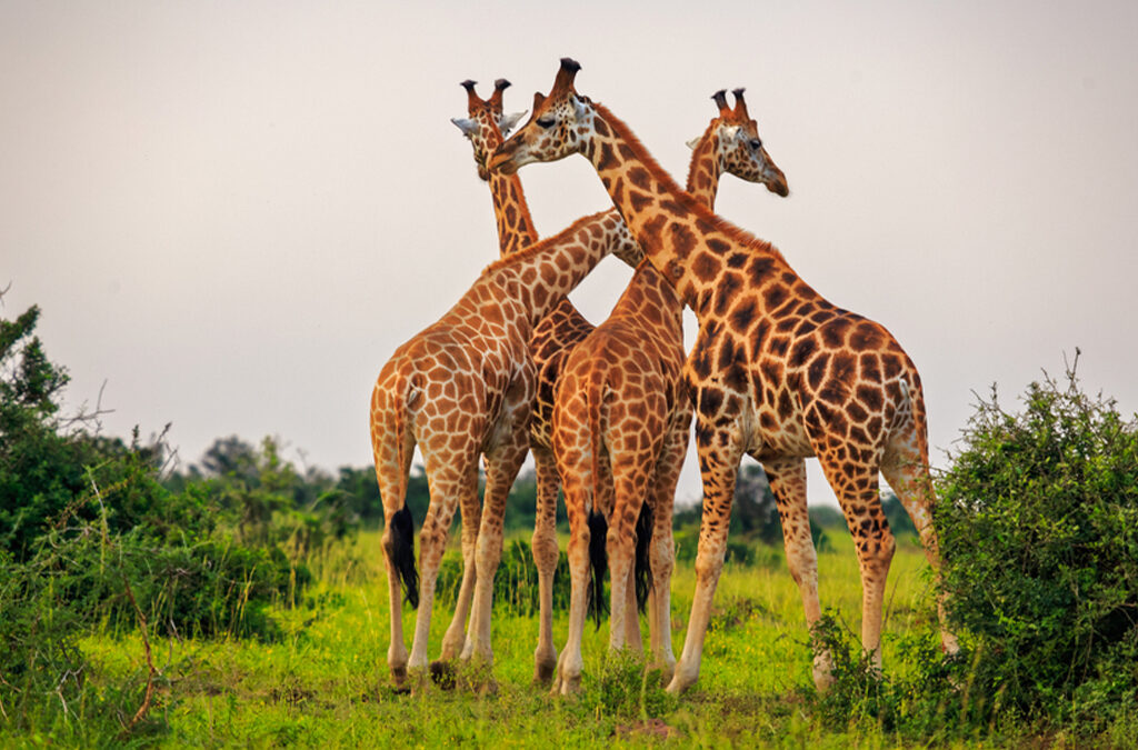 Top 10 Reasons to Visit Murchison Falls National Park in 2026