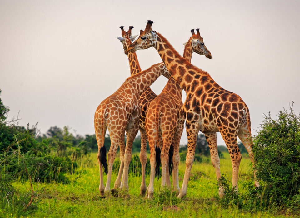 Top 10 Reasons to Visit Murchison Falls National Park in 2026