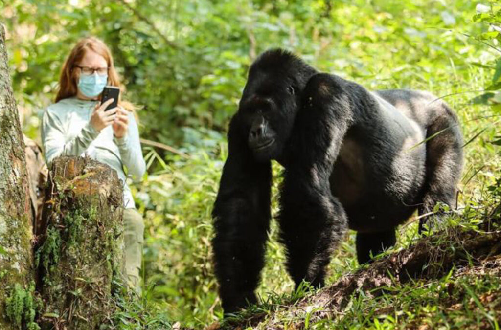 The Best Travel Safety Tips for Gorilla Safari Rwanda