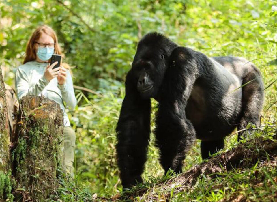 The Best Travel Safety Tips for Gorilla Safari Rwanda