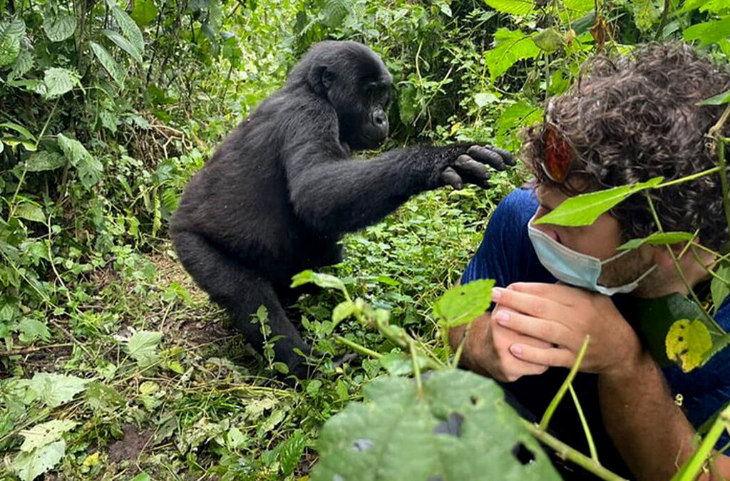 Can You Trek Gorillas Year-Round in Uganda?