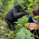 Can You Trek Gorillas Year-Round in Uganda?