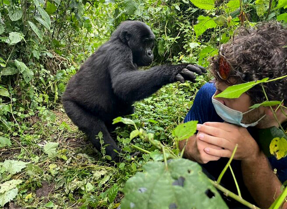 Can You Trek Gorillas Year-Round in Uganda?