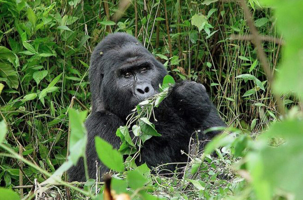 5 Reasons Why You Should Trek Gorillas in Uganda