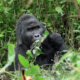 5 Reasons Why You Should Trek Gorillas in Uganda