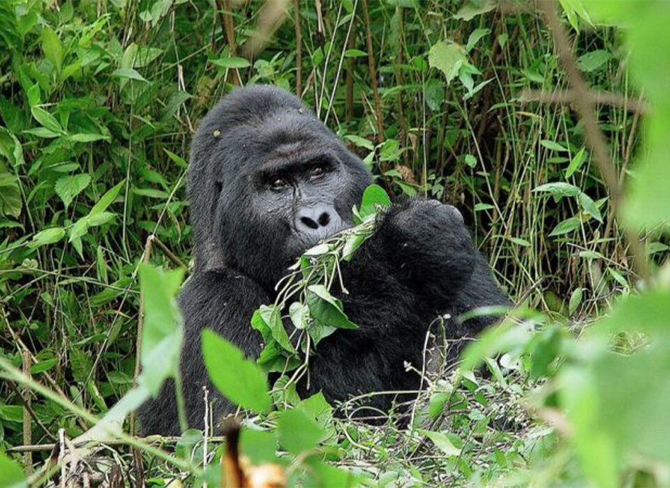 5 Reasons Why You Should Trek Gorillas in Uganda