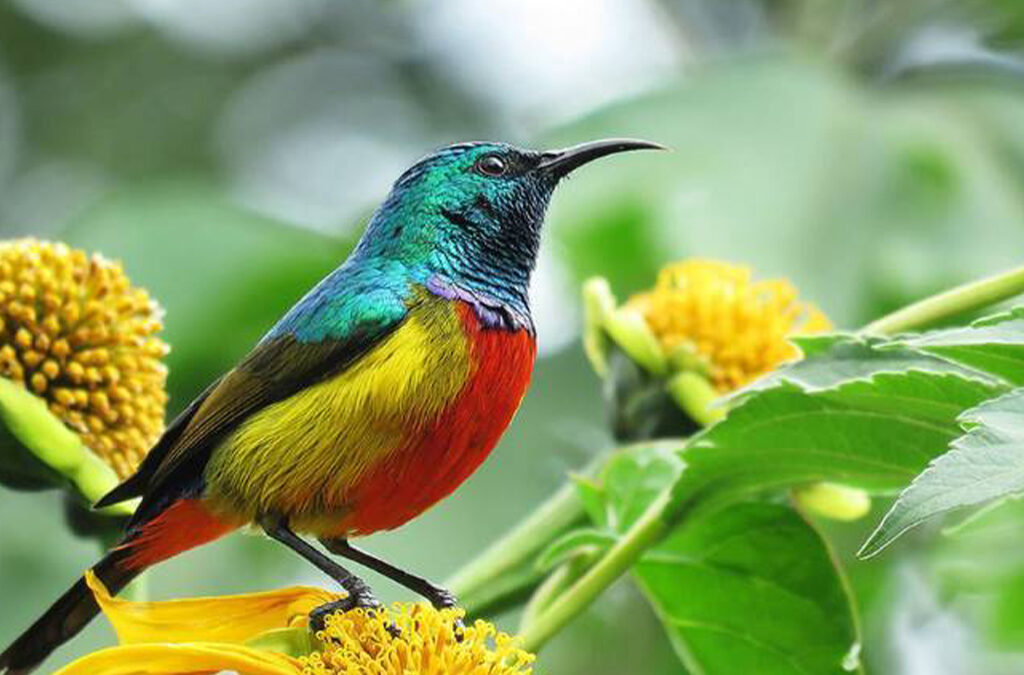 What’s Unique About Uganda’s Birdlife?