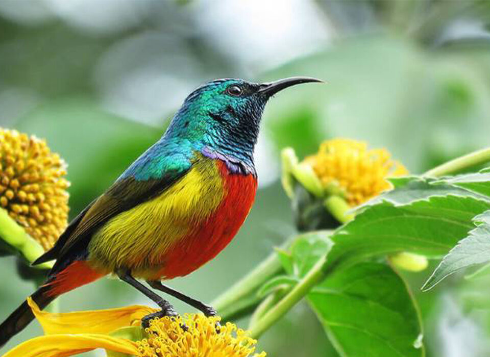 What’s Unique About Uganda’s Birdlife?