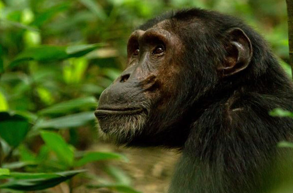 Is Uganda a Good Idea for a Primate Safari?