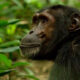 Is Uganda a Good Idea for a Primate Safari?